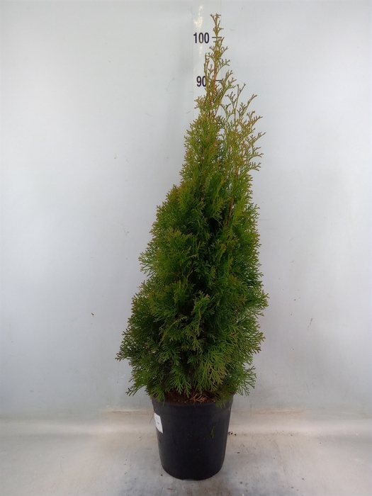 <h4>Thuja occid. 'Smaragd'</h4>