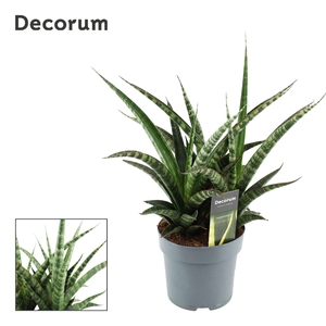 Sansevieria Tiger Crown 14 cm (Decorum)