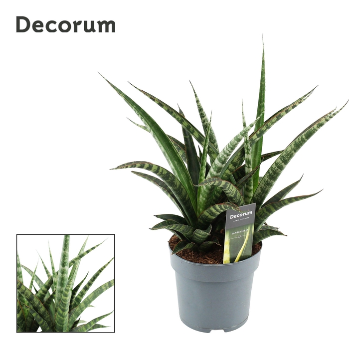 <h4>Sansevieria Tiger Crown 14 cm (Decorum)</h4>