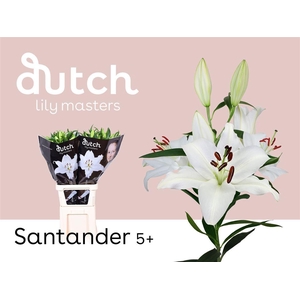 Li Or Santander 5+