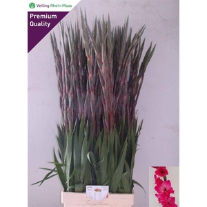 GLAD GR FAIRYTA PINK