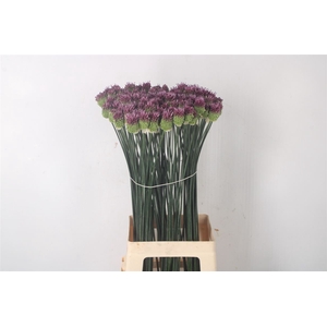 Allium Sphaerocephal