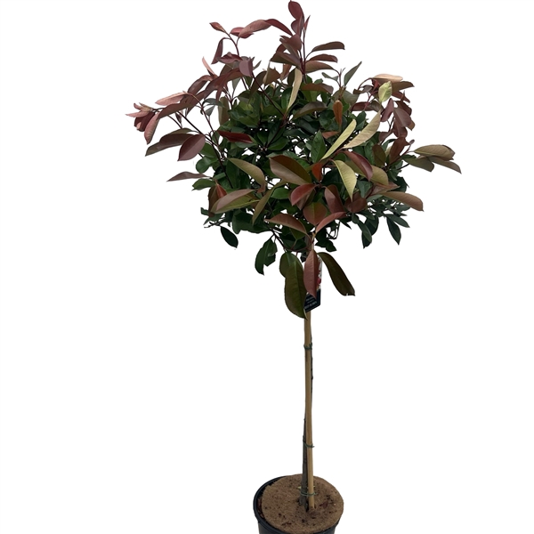 <h4>Photinia 'Red Robin' sense Stam 100cm</h4>