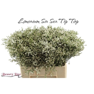 LIM SIN SEN TIP TOP