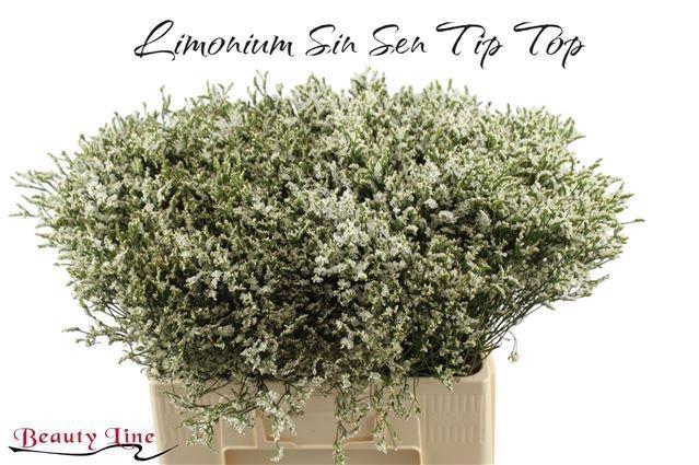 <h4>LIM SIN SEN TIP TOP</h4>
