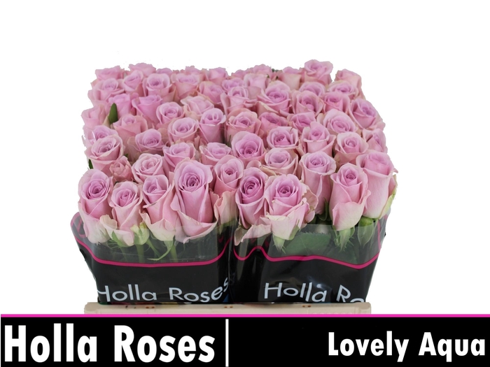 <h4>R GR LOVELY AQUA!</h4>