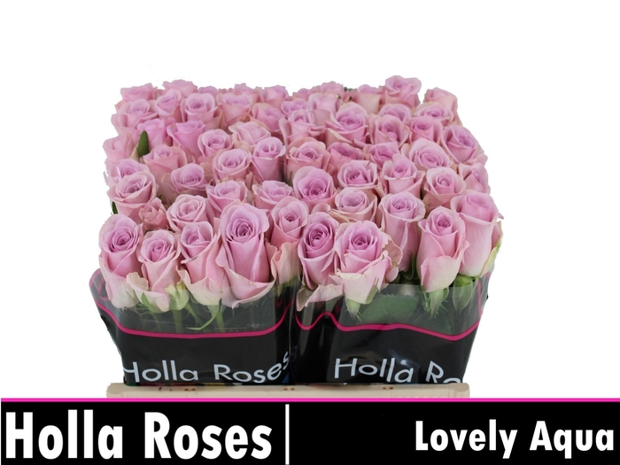 <h4>R GR LOVELY AQUA!</h4>