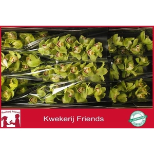 CYMB T OVATI EMERALD