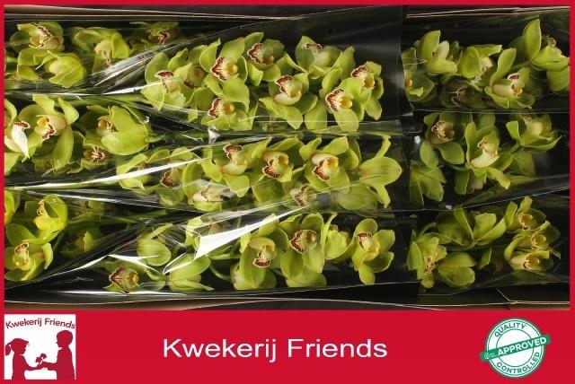 <h4>CYMB T OVATI EMERALD</h4>