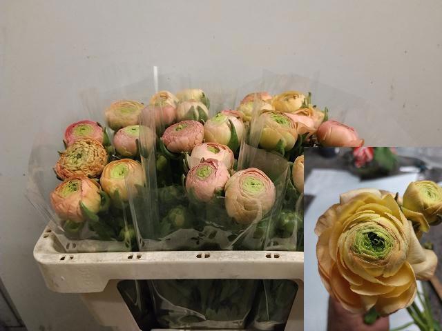 <h4>RAN EL SALMON</h4>