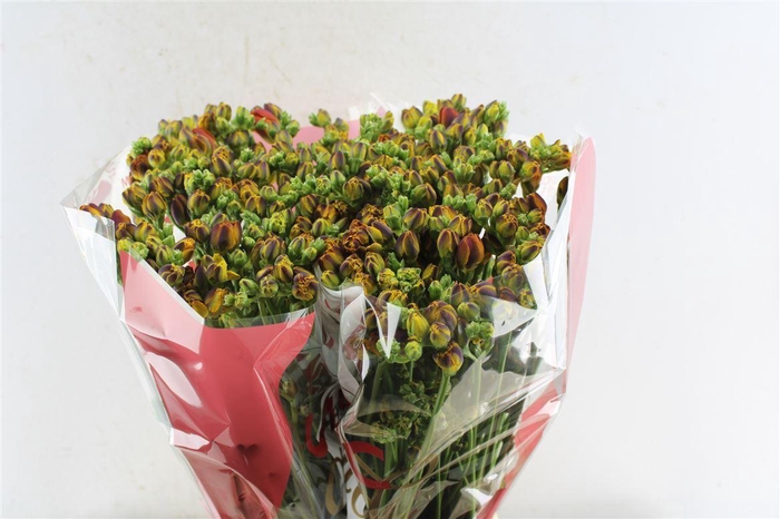 <h4>Fr Du Sweet Kiss</h4>