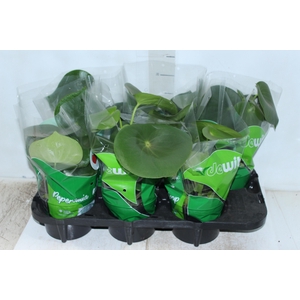 PEPEROMIA POLYBOTRYA RAINDROP P14