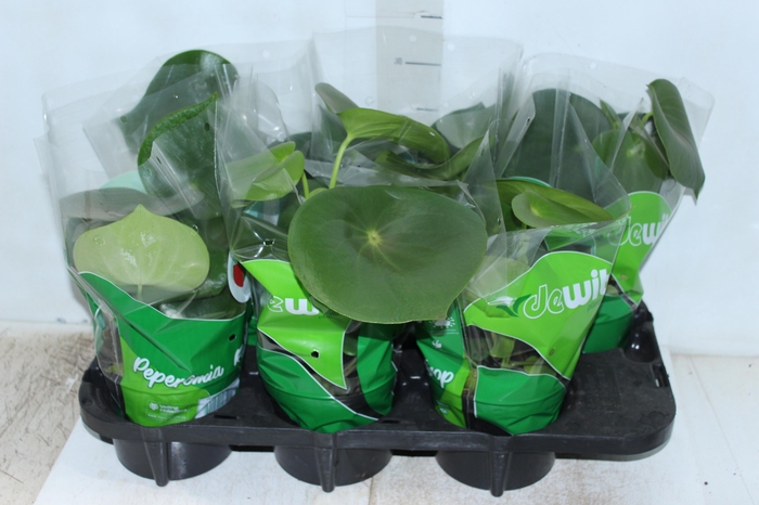 <h4>PEPEROMIA POLYBOTRYA RAINDROP P14</h4>