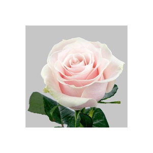 R GR PINK MONDIAL