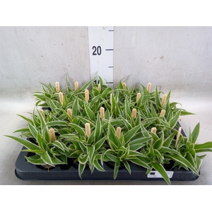 Chlorophytum com. 'Ocean'