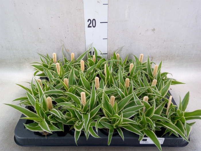 <h4>Chlorophytum com. 'Ocean'</h4>