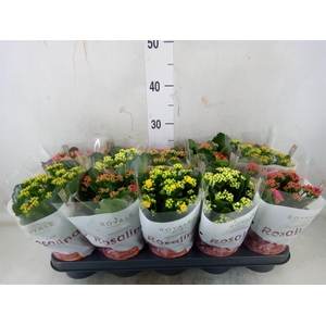 Kalanchoe blos. 'RoyalDon'   ..mix