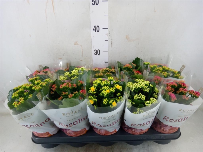 <h4>Kalanchoe blos. 'RoyalDon'   ..mix</h4>