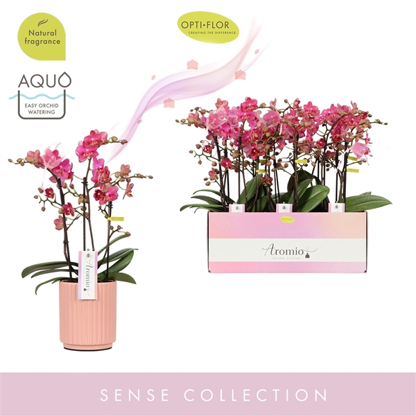 Aromio Floral 3 spike in Salmon Molise Aquo