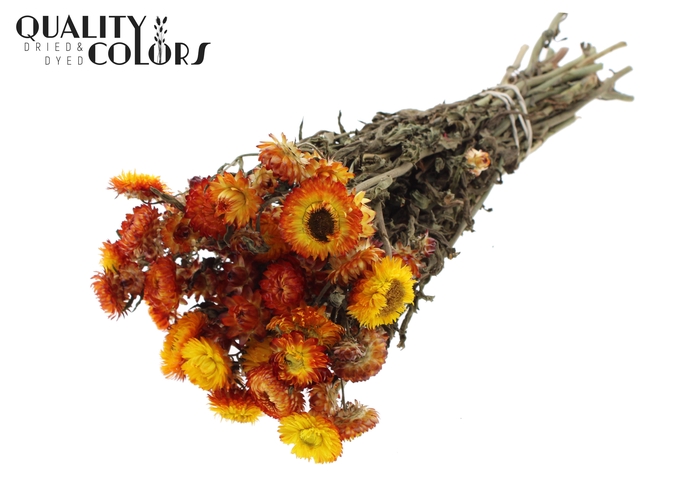 <h4>Helichrysum per bunch Natural Orange</h4>