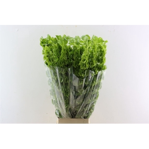 Moluccella Stuk P Stem