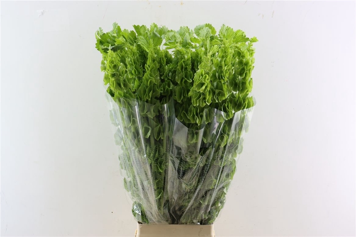 <h4>Moluccella Stuk P Stem</h4>