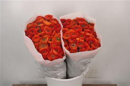 <h4>Ran El. Orange Ex</h4>