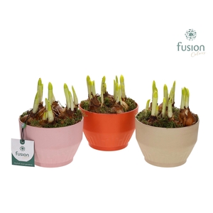 Biologisch afbreekbare schaal Small met Narcis