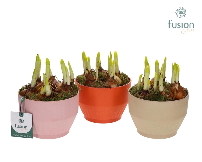 <h4>Biologisch afbreekbare schaal Small met Narcis</h4>