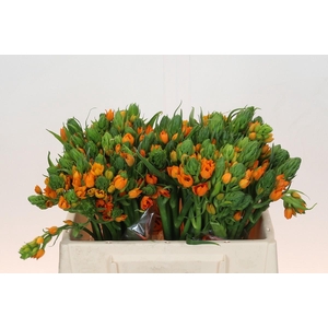 Ornithogalum Dubium Sunshine