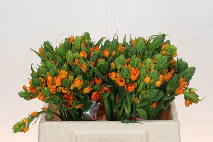 <h4>Ornithogalum Dubium Sunshine</h4>