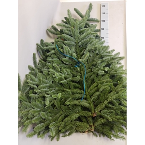 Abies Nobilis takken 5x 1 kg