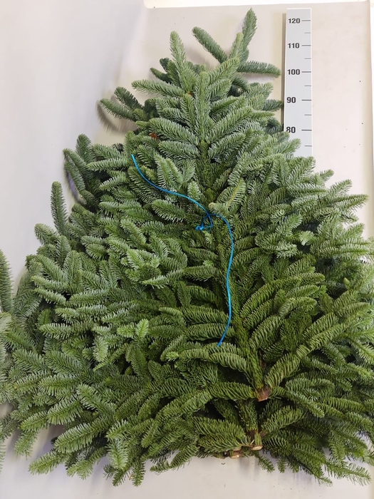 Abies Nobilis takken 5x 1 kg