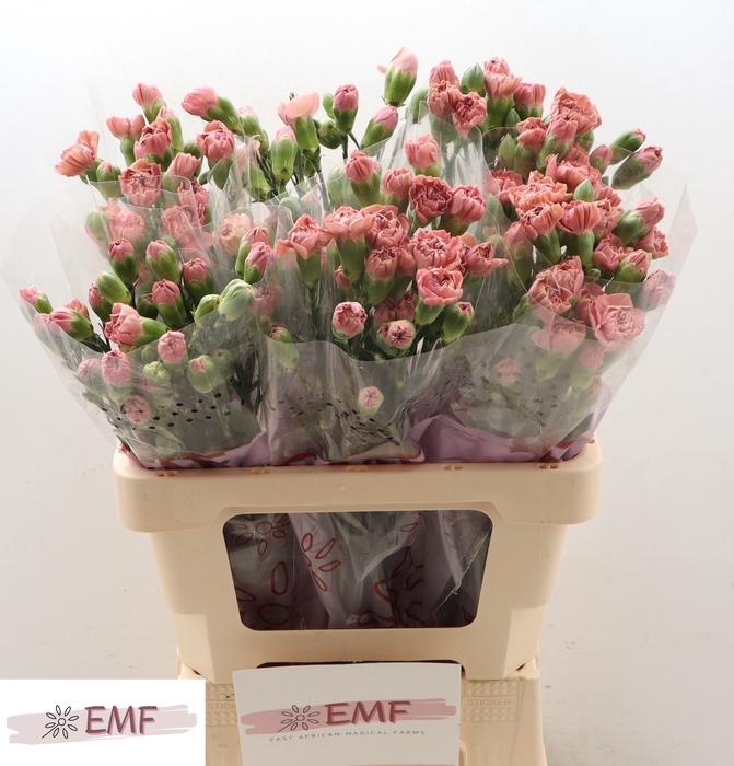 <h4>DI TR MISS ROSE</h4>