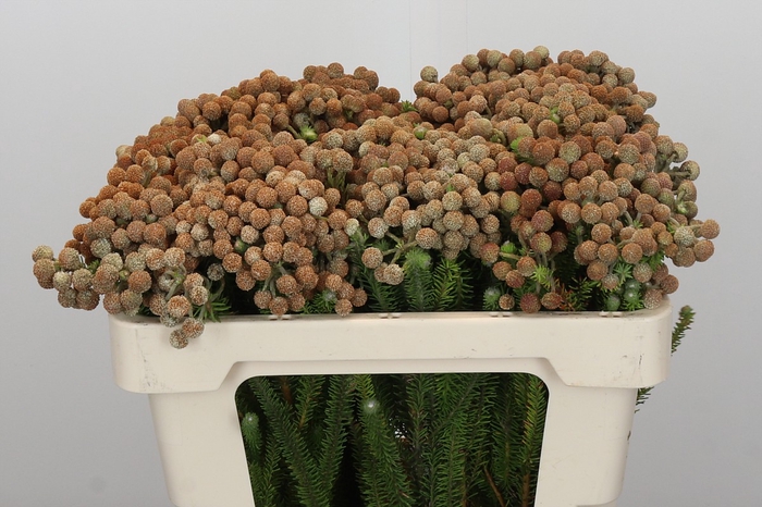 Kaaps Groen Palaecea