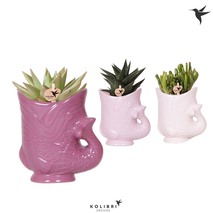 <h4>Kolibri Greens Succulenten mix in Fish pot lila mix</h4>