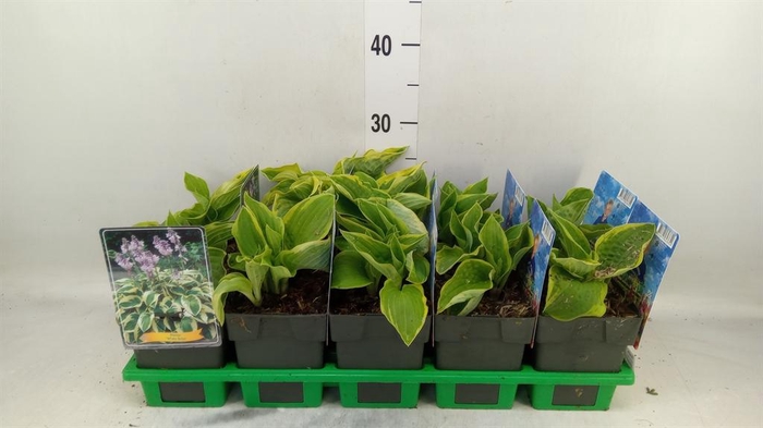 <h4>Hosta  'Wide Brim'</h4>