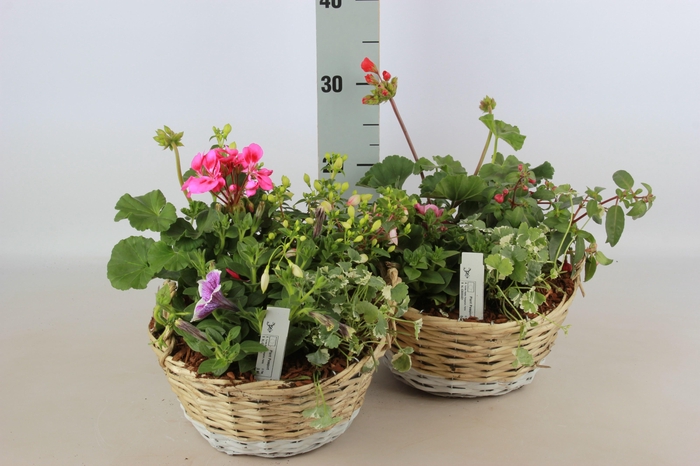 <h4>ARR TUINPLANTEN</h4>