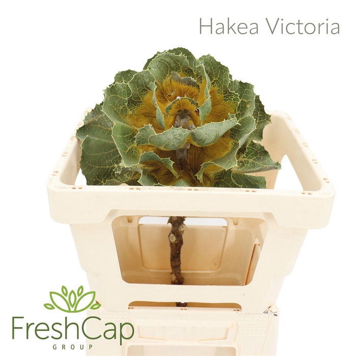 <h4>Hakea Victoria</h4>