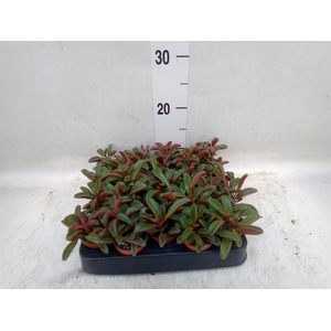 Peperomia graveolens