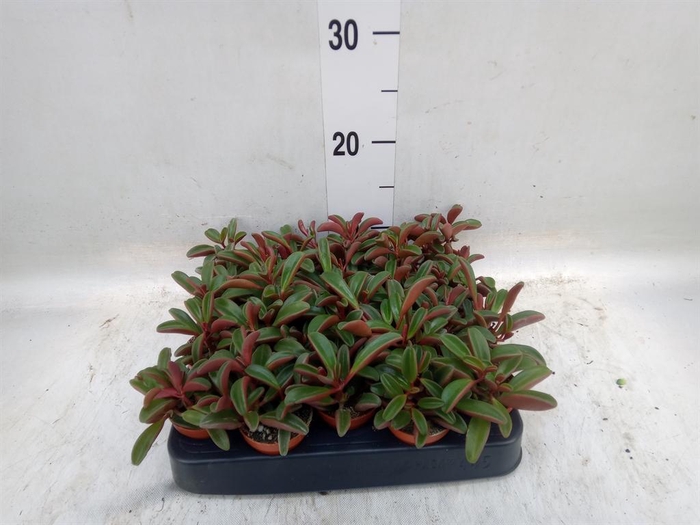 <h4>Peperomia graveolens</h4>