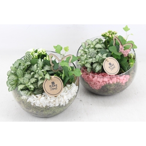 arr2 PL - Glas bol schuin - roze/wit