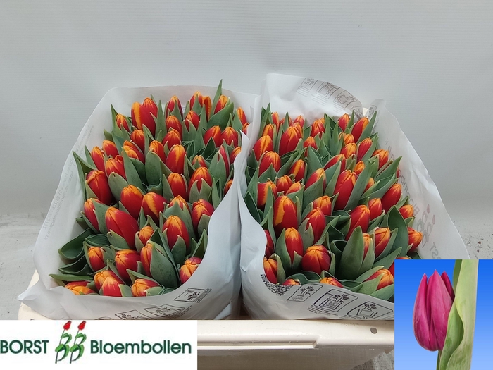 <h4>TU EN SPINOZA</h4>