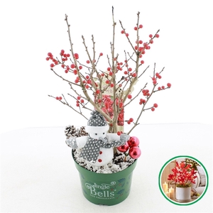 Ilex vert. 'Jingle Bells' incl. kerst decoratie