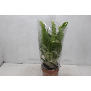 ASPLENIUM VARIADO P17