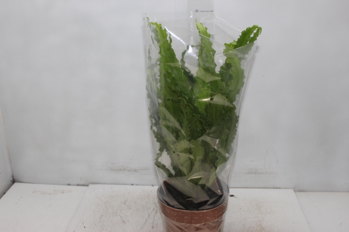 <h4>ASPLENIUM VARIADO P17</h4>