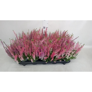 Calluna vulg. 'Beauty L' ..mix 3/p