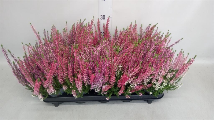 <h4>Calluna vulg. 'Beauty L' ..mix 3/p</h4>