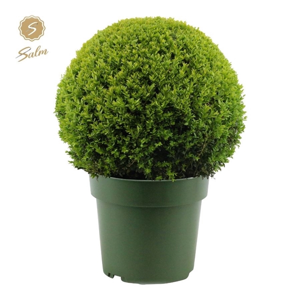 Buxus semp. Ball Ø50cm P33