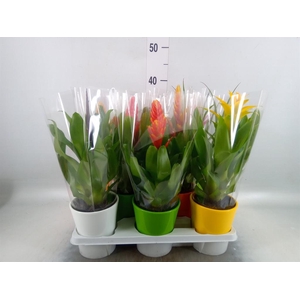 Bromelia   ...mix